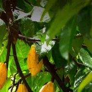 cocoa_sustainable.jpg