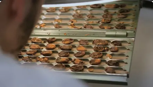 The Cocoa Drying and Shelling | Nutella