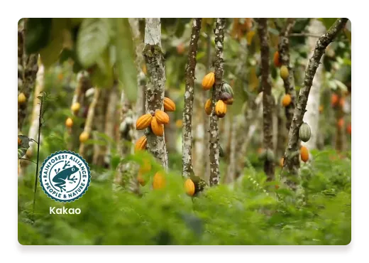 Certified Cocoa Logoground Trees | Nutella