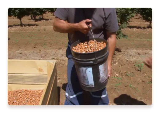 Hazelnuts Harvest Bucket Farmer | Nutella