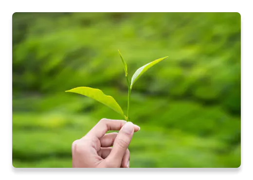 Caring about Plants | Nutella