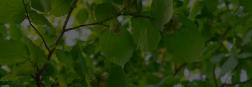 Лесные орехи