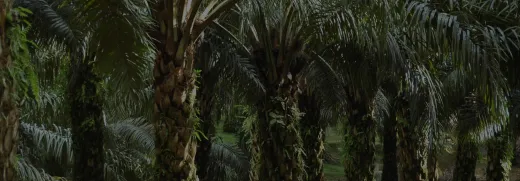 Certified Palm Oil Logo Trees | Nutella