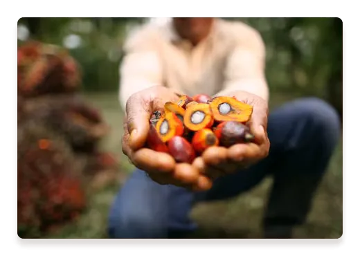 Palm Fruits Farmerground | Nutella